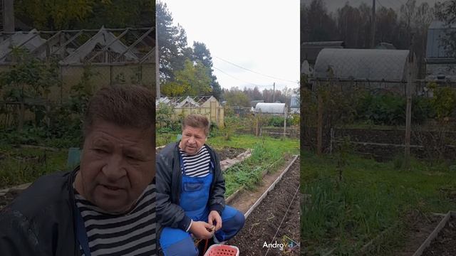Чеснок надо сажать жопкой вверх