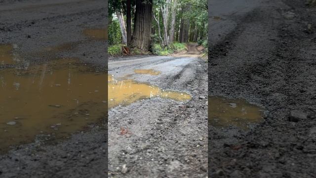 Cruising through some red woods!!! смотреть онлайн