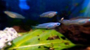 Oryzias Celebensis - sulawesi endemic fish