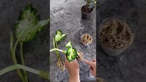 Растения из пятерочки