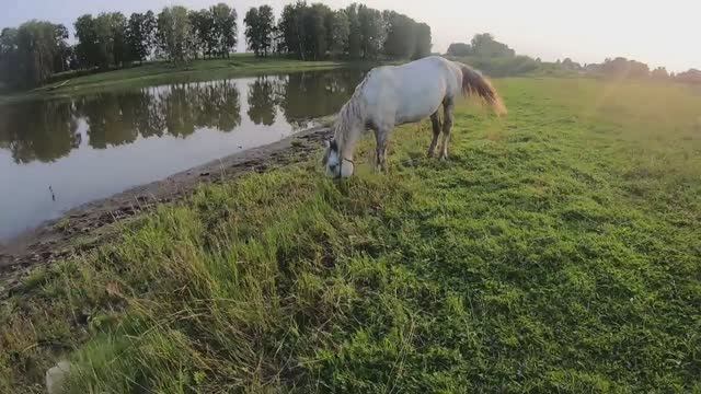 Как правильно КЛАСТЬ УДИЛИЩЕ на подставку, умный КОНЬ смотреть онлайн