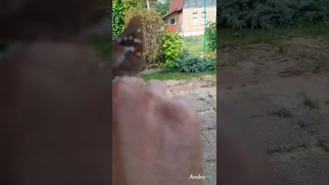 Чудо бабочка мотылёк.Цирковой номер, не повторяйте, опасно для здоровья!