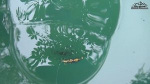 Золотой песок Золотой реки