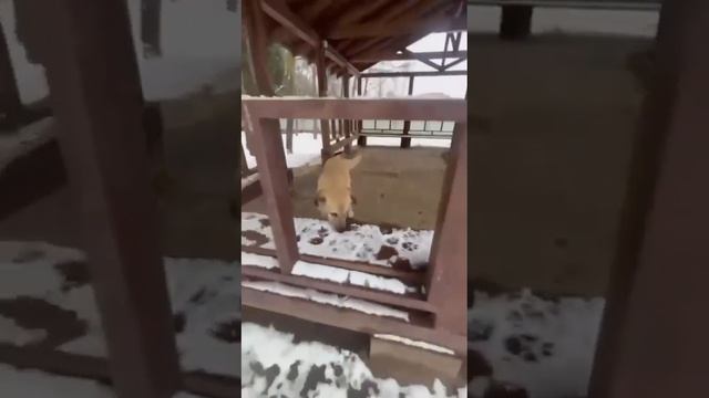 Наш кангал Тунгус спасён из Турции ищет дом #собака. Читай пост под видео