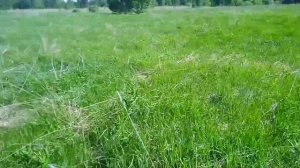 курган по середине поля сзади деревни завражново.