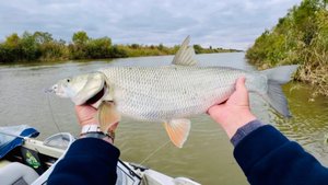 Ловля Жереха от стенки камыша в октябре 🍂 на 2-2,5 3-4 кг 🎣 Астрахань | Сергей Гончаров
