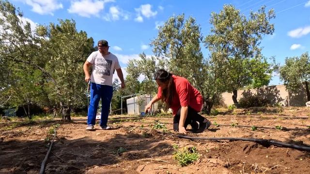 BAHÇE İŞLERİ - Damla Sulama Tamiri ve Gülleci Bulamacı Uygulaması (Köy Hayatı) смотреть онлайн