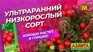 УЛЬТРАРАННИЙ и НИЗКОРОСЛЫЙ томат ГНОМИК. Хорошо растет в горшке!