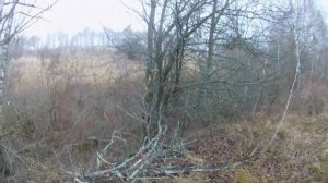 ОХОТА НА КОСУЛЮ. Тульская обл. Охота ноябрь 2020