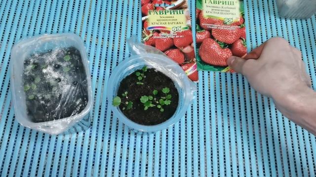 Земляника из семян спустя месяц от посева. Чем подкармливаю свою рассаду.