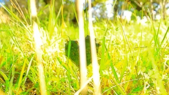 Трофим. Город в пробках - Олег Безуглов, вокал смотреть онлайн