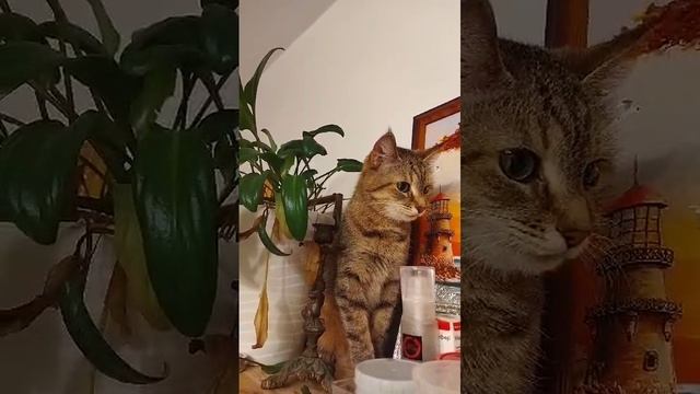 Кошка снова нахулиганила
