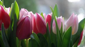 Тюльпаны под волшебный вальс Арсения Якшиянца