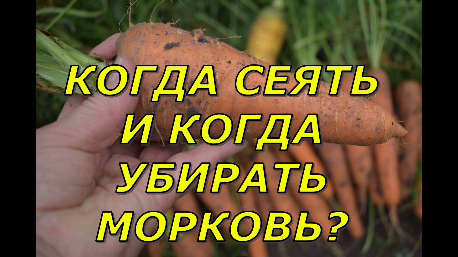 Сею и убираю морковь в этом сезоне 2024 не как обычно Причины #овощи #полезные советы #морковь