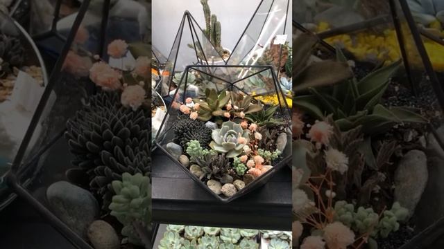 Мастер классы, флорариумы и растения Florarium-flo.ru #мастеркласс #флорариум #суккуленты #растения