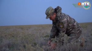 В степи Калмыкии выпущена третья партия краснокнижных птиц семейства дрофиных