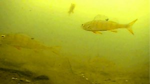 Открытие зимнего сезона 2024 - 2025 \ Первый лёд \ Рыбалка на жерлицы \ Суперклёв плотвы \ 15 ноября