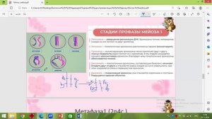 Мейоз