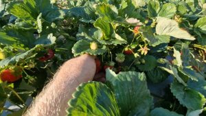 Почему в жару клубника становится мельче и тупоносая