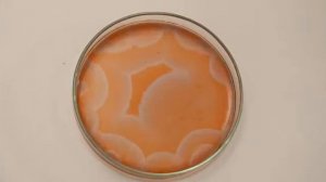 Ещё одна колебательная реакция Белоусова Жаботинского