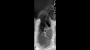 Как пчелы охлаждают гнездо водой?