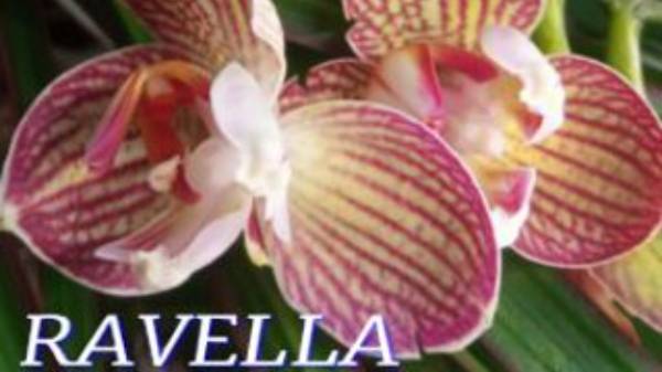 №969/ ПЕРЕСАДКА орхидеи RAVELLA в стеклянную вазу