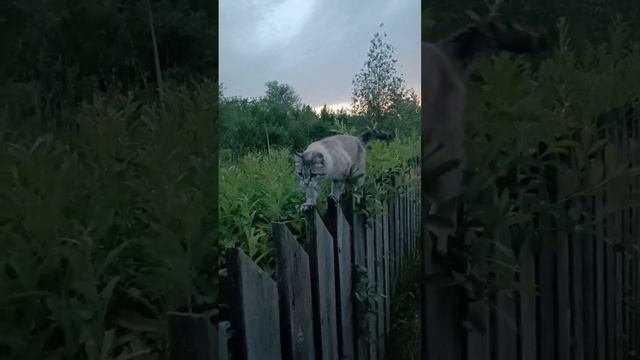 Вечерние прогулки.