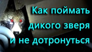 Енот (енотовидная собака) пришел к дому. Ловим его, но не трогаем. Кусила ли собака?