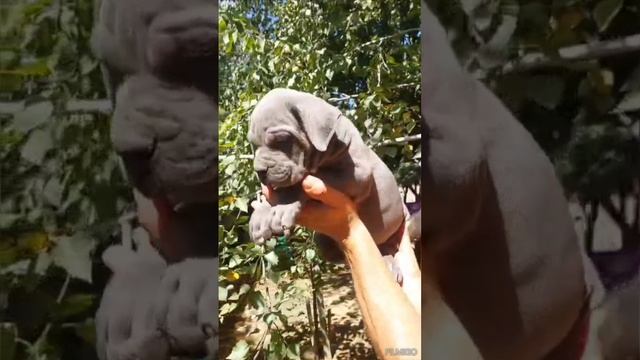 Корсо родились 30.07.24г.