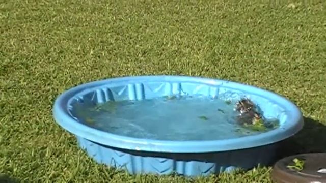 Video from JVC GZ MG130 u 5 31 12 648 great swimming and diving.MOD смотреть онлайн