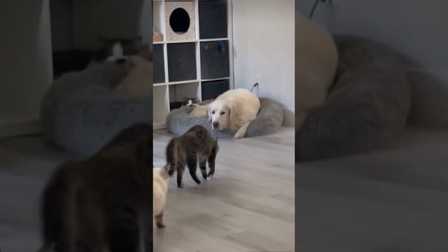 Лунная походка. )