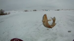 РАБОЧАЯ ОСНАСТКА ПО КАРАСЮ ЗИМОЙ. Зимняя рыбалка по карасю на городском платнике.