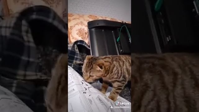 Телемастер получил по башке.