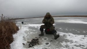 РОТАНЫ ГИГАНТЫ