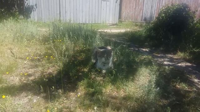 Цикл видео "Соседские Животные" 1 смотреть онлайн