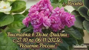 Фиалки - 2023. Выставка в Доме Фиалки с 27.10 по 06.11.23г. Регионы России. #выставкафиалок #фиалки