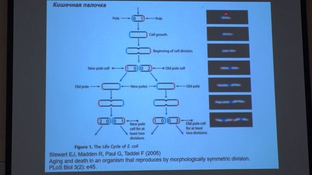 Фенюк Б. А. - Геронтология - 8. Старение у одноклеточных и многолеточных организмов