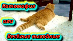 Веселые выходные с котомафией: Кошачьи шалости!