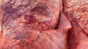 Легкое говяжье