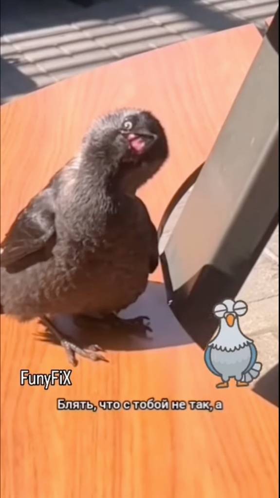 Смех до слез №108 - Лучшие Приколы 2024 #Прикол #Приколы #Юмор #Мемы #Мем #Смешное #Смех #Ржака смотреть онлайн