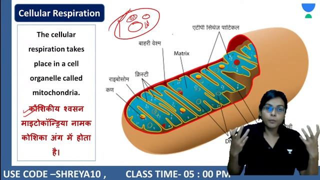Science NCERT | जीवों में श्वसन/Respiration in Organisms | Class 7 | Chapter 10 | Shreya Singh смотреть онлайн