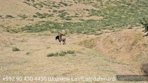 Аборигенные САО Таджикистана саги дахмарда из гиссарские овцы Идибоя из селения Сугдиён