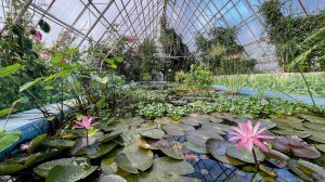 ботанический сад имени В.В. Скрипчинского, Ставрополь. Видеоткрытка.