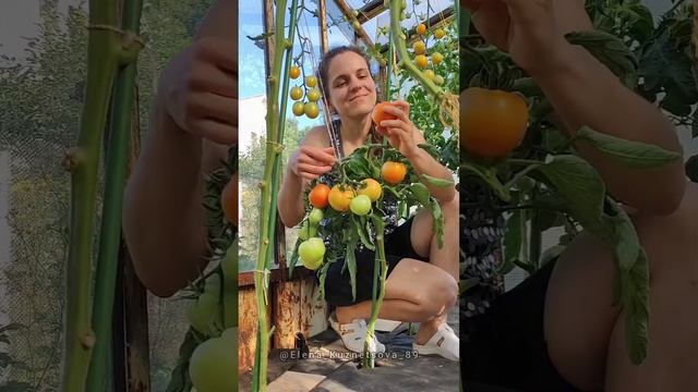 Самые вкусные помидоры в мире #рецепт #дачныеидеи #огород #дача #рецепты