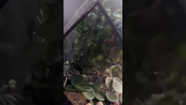 Мастер классы, флорариумы, растения Florarium-flo.ru #мастеркласс #флорариум #флорариуммосква #фло