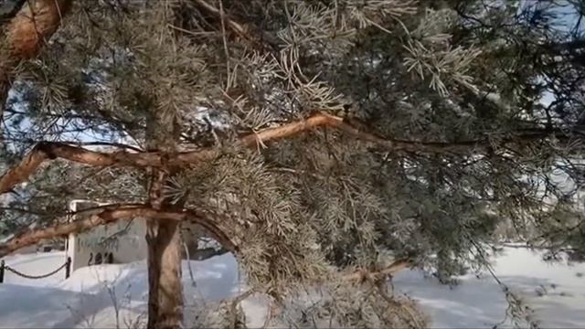 Синички