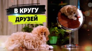 В кругу друзей. «Россия-1»  мальтипу питомника «Honey Club» Лина Ханни