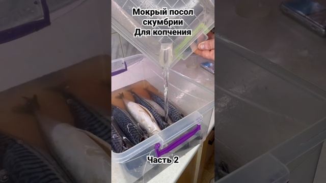 Мокрый посол скумбрии для копчения #домашнеекопчение #копчение #коптильня #холодноекопчение #копче