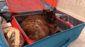 Собираю чемоданы. Полетим в тайфун, готовлю дождевики. Дети нас не забывают ☺️