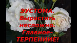 Эустома. Моменты выращивания